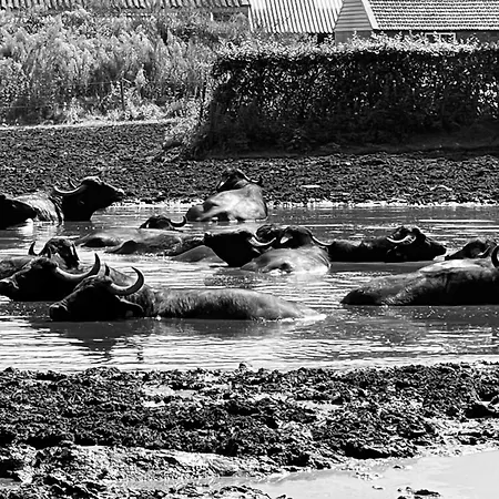 Szálloda Gasterij Dennenoord