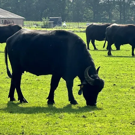 Gasterij Dennenoord 4*