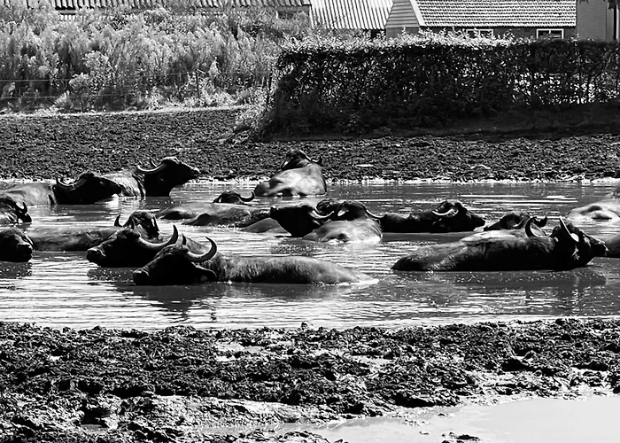 Szálloda Gasterij Dennenoord