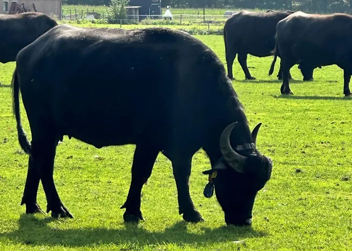 Gasterij Dennenoord 4*