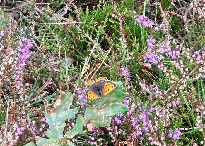Szálloda Gasterij Dennenoord