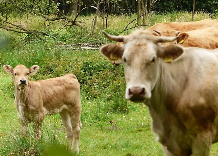 Gasterij Dennenoord 4*