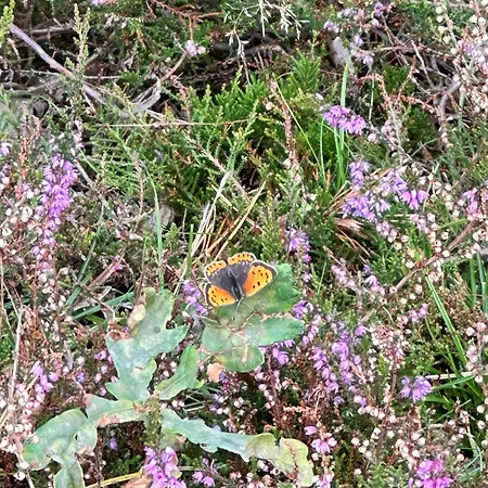 Hotel Gasterij Dennenoord