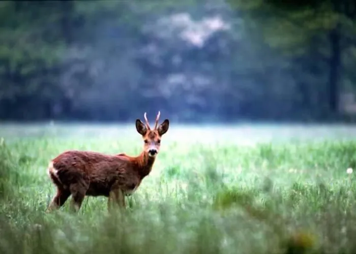 Gasterij Dennenoord 4*